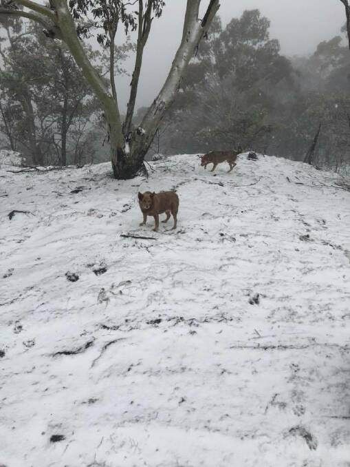 THERE IF YOU LOOKED FOR IT: Brad Prest posted this photo of Saturday's snow on the slopes of Mount Canobolas to the Central Western Daily's Facebook page.