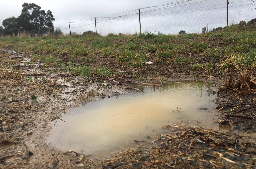 BETTER THAN NOTHING: Orange's farmers and gardeners welcomed the weekend rain, but much more is needed to break the crippling drought. Photo: JUDE KEOGH