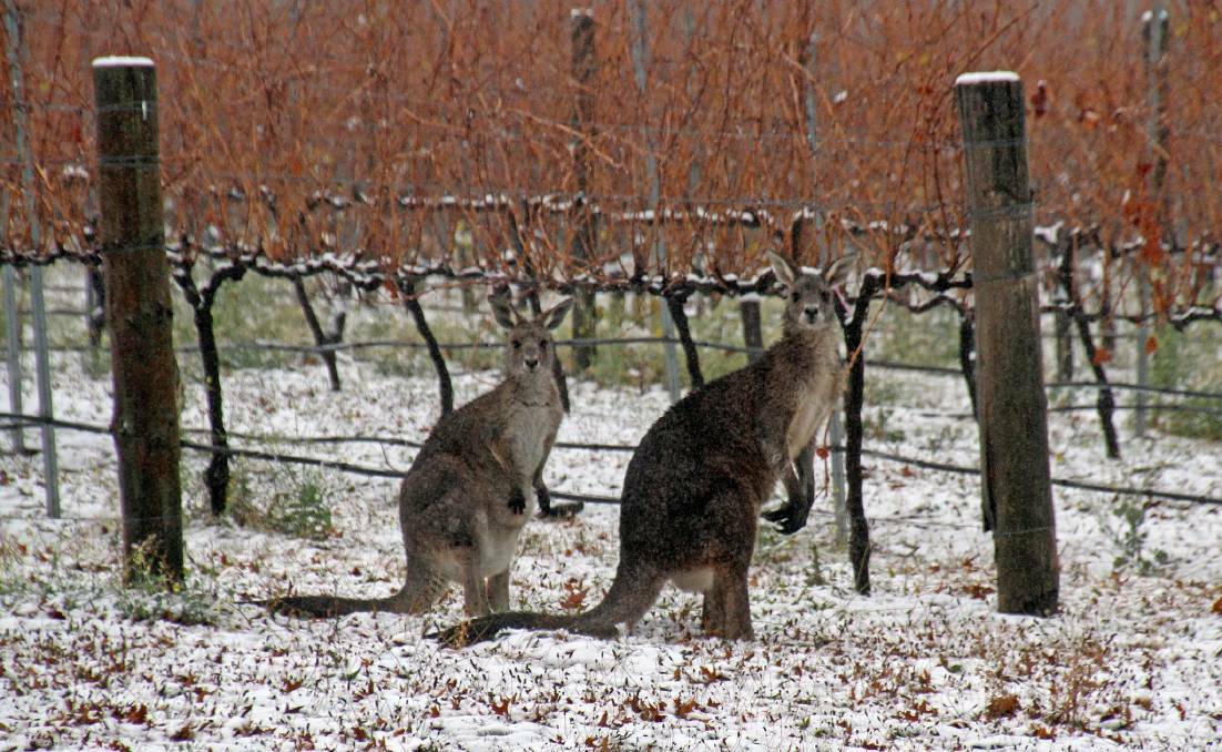 FURTHER AFIELD: A couple of kangaroos enjoying the winter chill at Borrodell vineyard in June. Photo: JOHN KICH