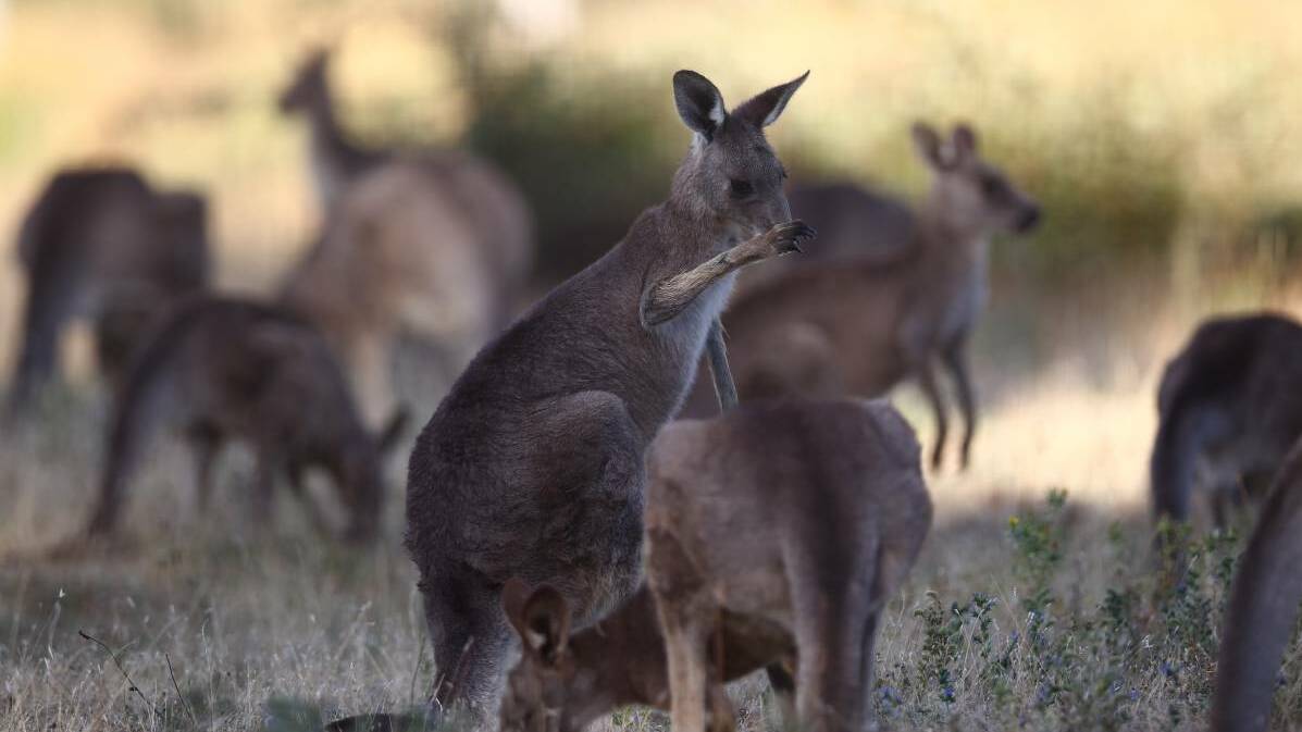 SUPPORT: Central Western Daily reader Max Gregory hopes the kangaroos will remain near Bloomfield hospital for a long time to come. 