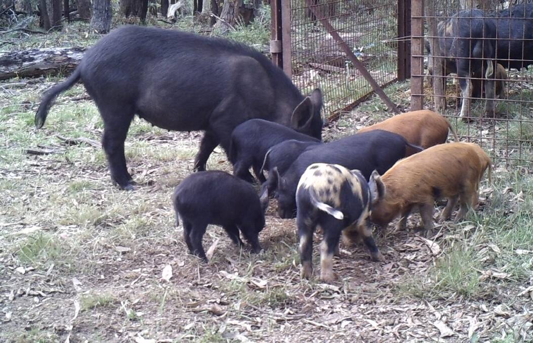 CAUGHT: Pigs lured into a trap during a feral pest cull near Wyangala Dam. Photo: CONTRIBUTED