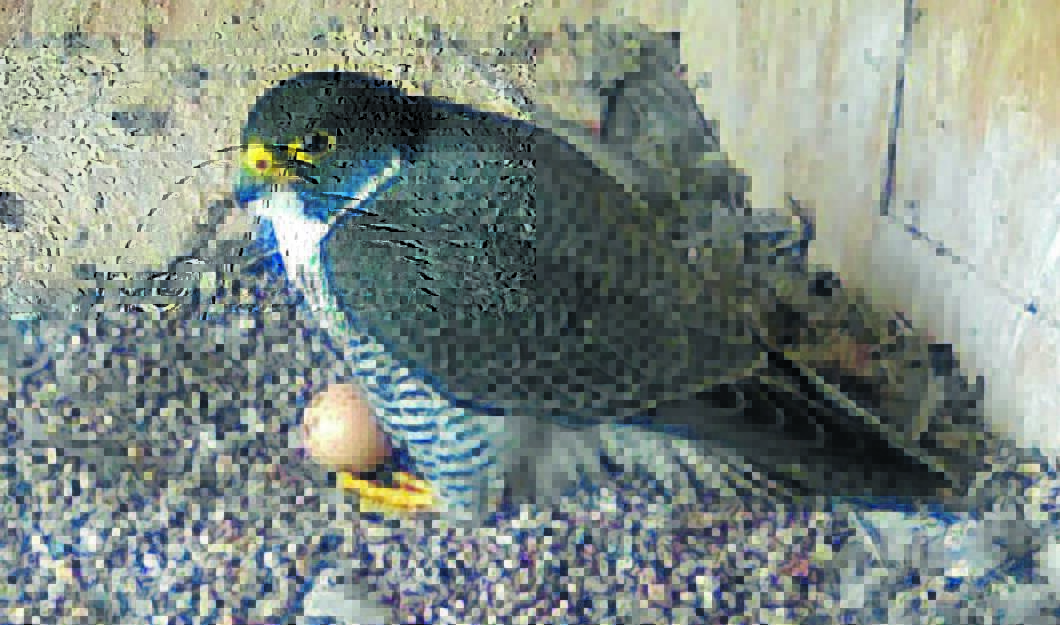 Tower-dwelling falcons provide egg-cellent start to university semester
