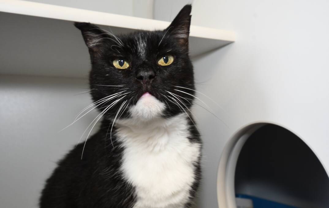 YOUR NEW BEST FRIEND?: Sox, an eight-year-old cat, is one of the pets available for adoption from the Orange RSPCA shelter.