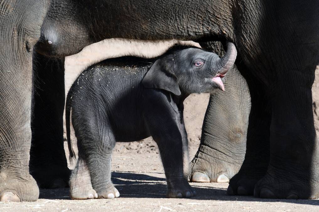 TRUNKZILLA?: You can now visit the baby elephant at Taronga Western Plains Zoo, and enter the competition to name her. Photo BELINDA SOOLE