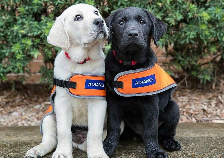 LIVING WITH YOU?: Guide Dogs Australia needs puppy raisers to provide loving homes and training for 200 dogs.