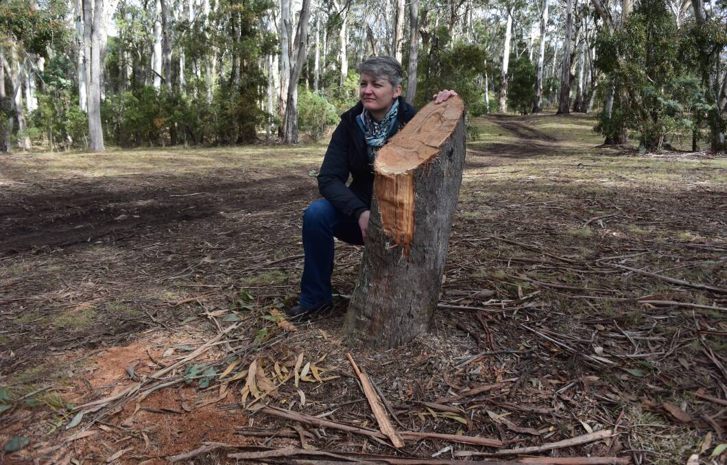 AT THENSCENE: Orange deputy mayor Joanne McRae with one of the wrecked trees at the Pinnacle Reserve picnic area on Mount Canobolas. Photo: DAVID FITZSIMONS
