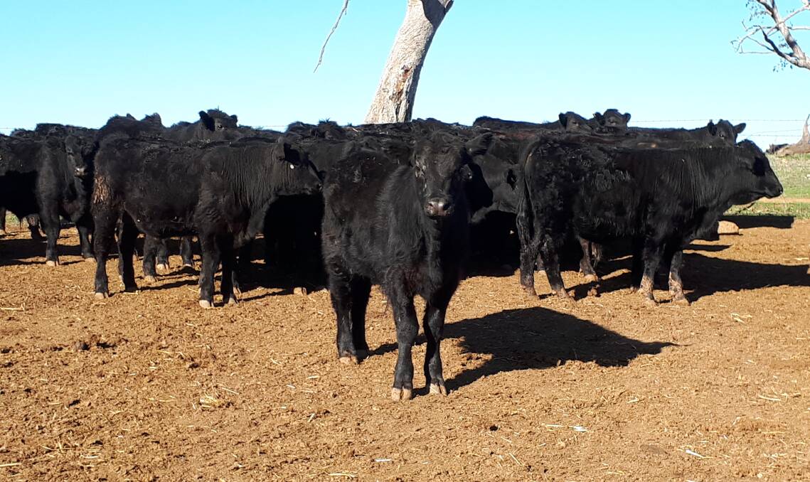 WORKED WONDERS: Some of early-weaned cows on the Molong property owned by farmer James Morse. Photos: SUPPLIED