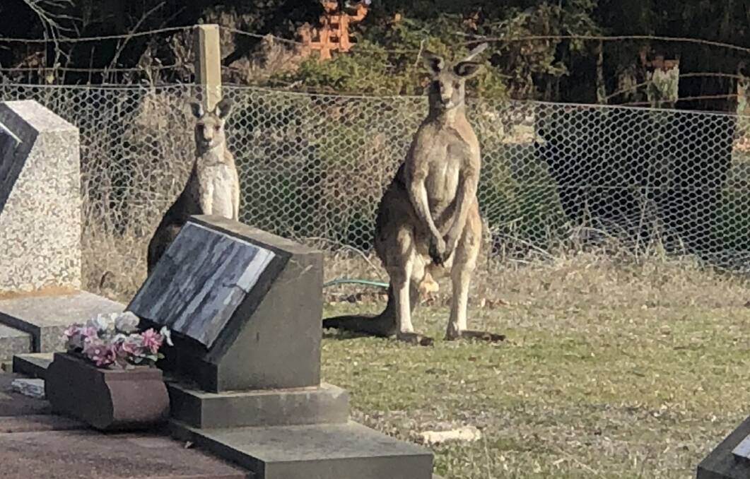 KIND OF A BIG DEAL: The  massive kangaroo and his friend at Orange cemetery. Photo: NICK WILLOX