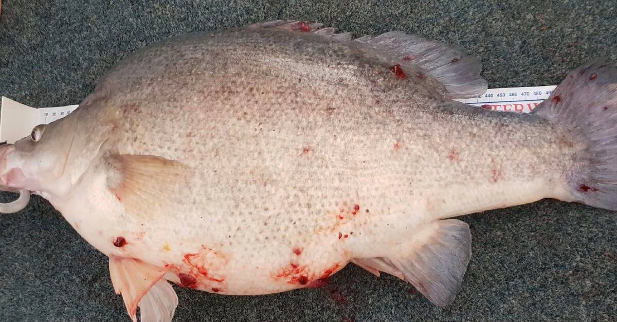 NOT IN GOOD SHAPE: Fish at Lake Burrendong are suffering from red, bloody spots known as Lernaea. Photo: SUPPLIED