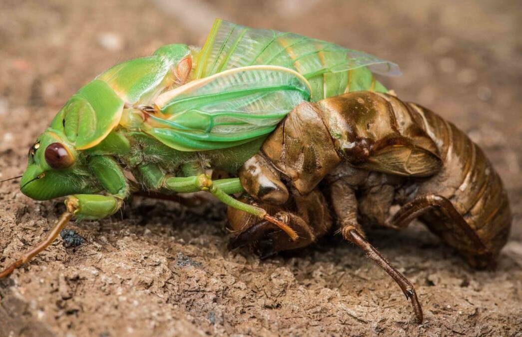 OUT IN FORCE: Cicadas - in all their forms - are being found in great numbers around Orange. Photo: Photo: WOLTER PEETERS