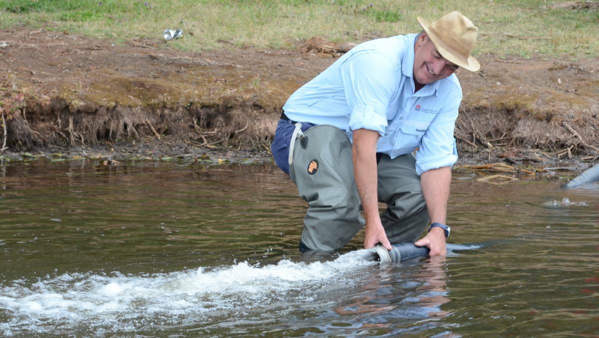 OUT THEY GO: Department of Primary Industries' Kevin Byrne releasing trout fingerlings into Lake Canobolas in 2016.