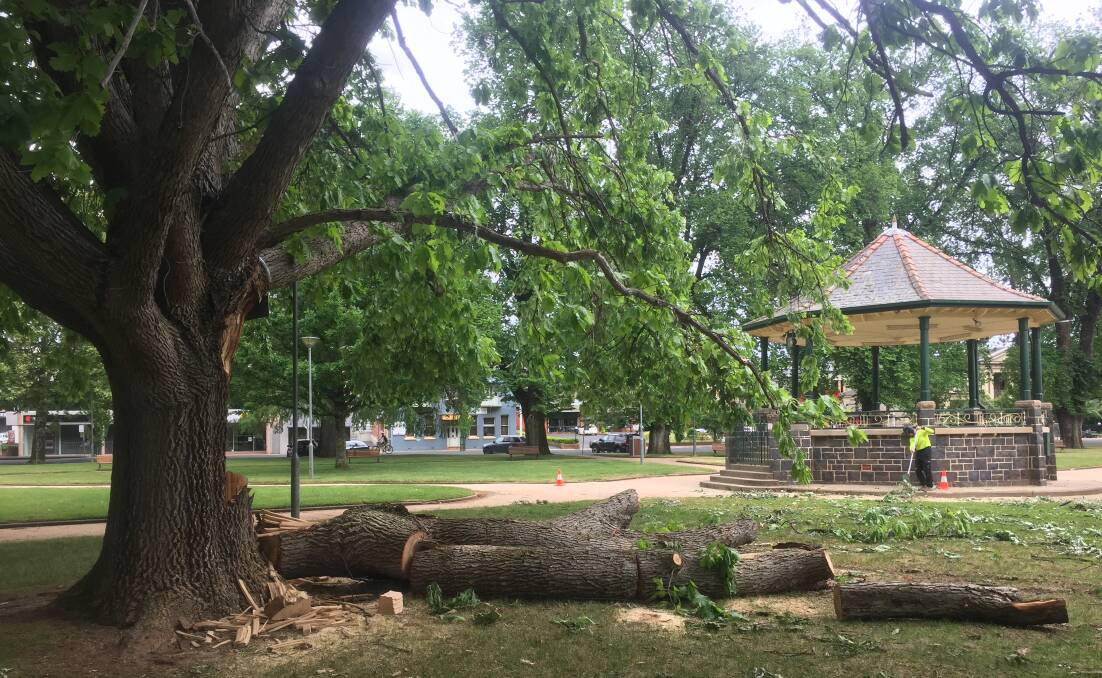 FEELING THE BRUNT: A Robertson Park tree planted in 1953 to commemorate the coronation of Queen Elizabeth II was damaged in Friday night's storm.