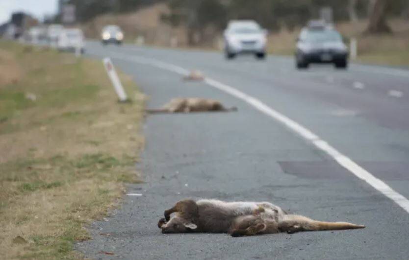 MORE COMMON: Police have issued a warning to motorists that more animals are wandering across roads in search of food and water. FILE PHOTO