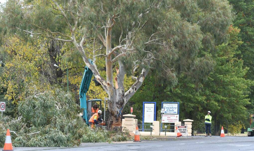PART OF THE PROJECT: Trees being felled on Forest Road earlier this year as part of the upgrades to the road.