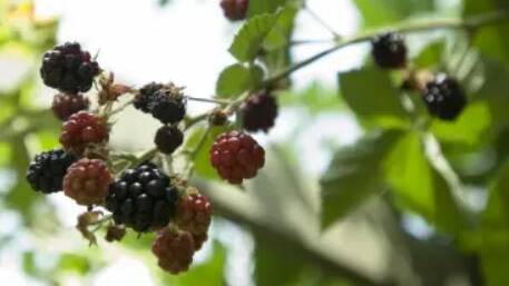 USED TO BE FREE: In times gone by people would pick wild blackberries on the roadside. Photo: CANBERRA TIMES