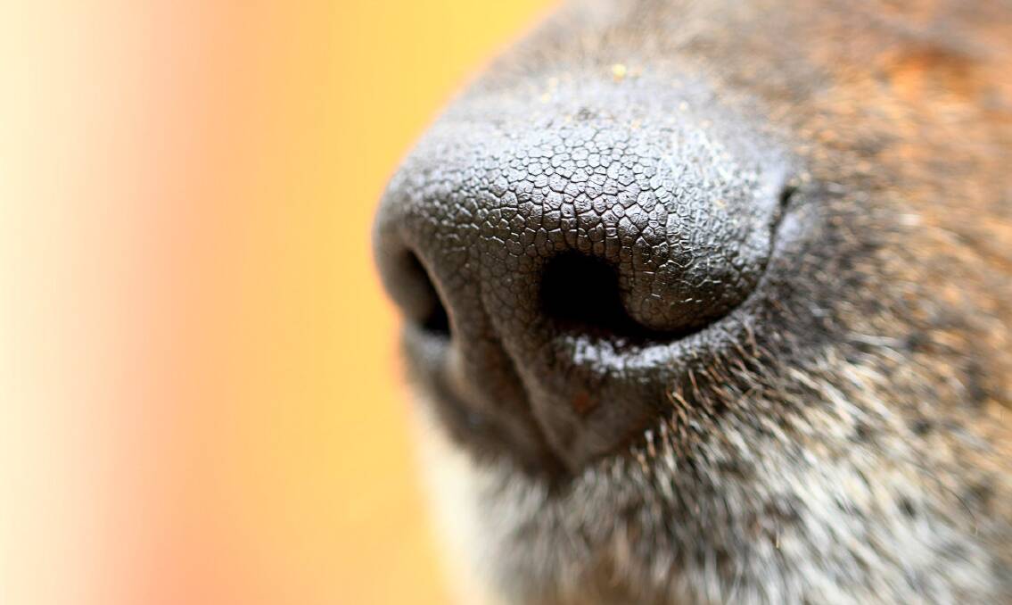 SNIFFING OUT ANSWERS: A dog trainer has called on Orange City Council to coordinate dog behaviour courses. FILE PHOTO