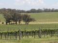 PLEASANT MIX: Angullong Wines has bucked a centuries-long trend in Australian wine-making by expanding into some Spanish and Italian varieties.