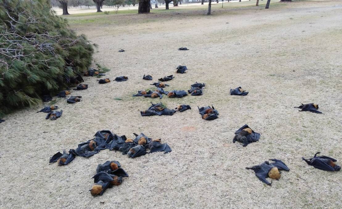 KILLING FIELD: Some of the 300 flying foxes which died when a tree collapsed at Cowra Golf Club during some wild weather. Photo: CONTRIBUTED