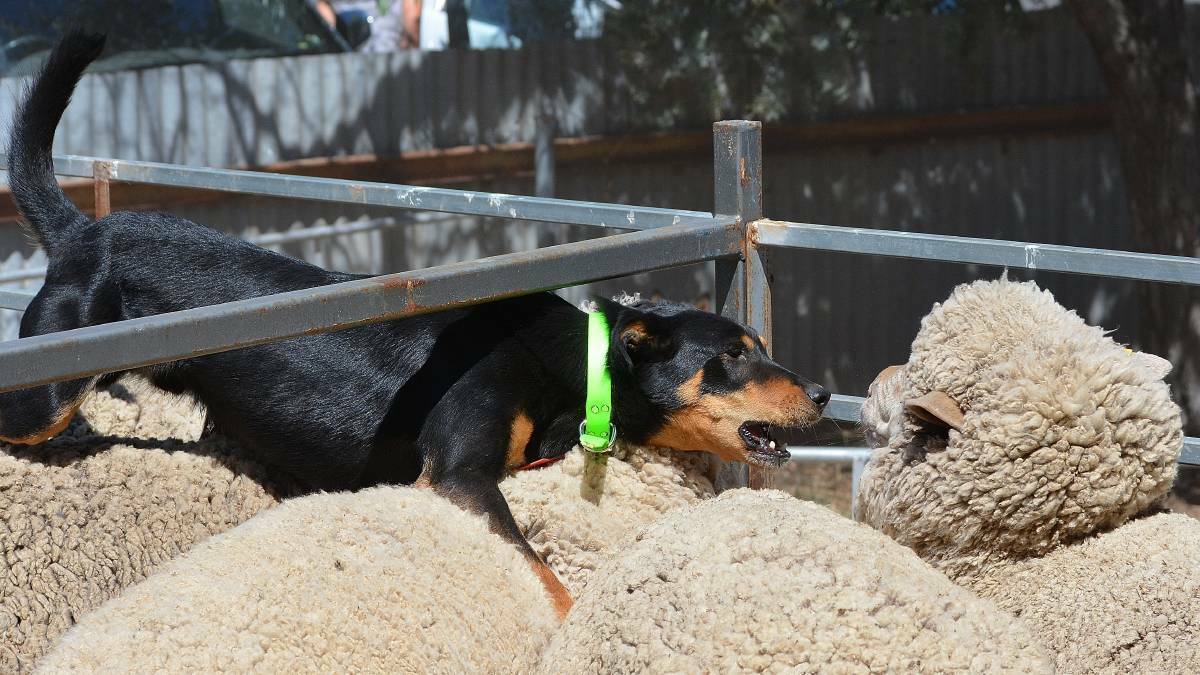 EXPENSIVE POOCH: Shane Maurer's three-year-old Coopendale Charlie set a new auction record last month, going for $14,000 after a tense bidding war.
