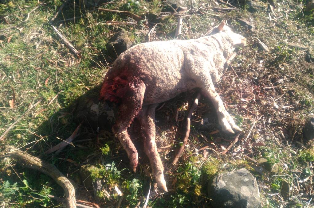ATTACK VICTIM: A sheep killed in a wild dog attack. Photo: EVA MAHY 021419dog4