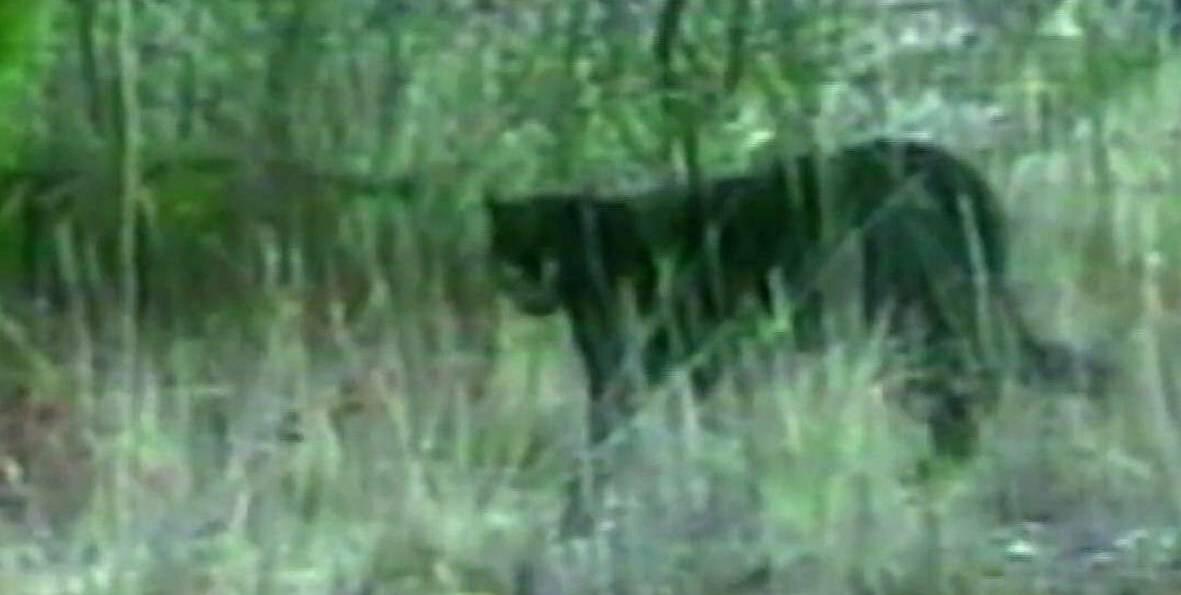FACT OR FICTION?: Another bushwalker has reported an encounter with the Blue Mountains' black panther, whose existence has been the subject of intense debate for decades. Photo: SYDNEY MORNING HERALD
