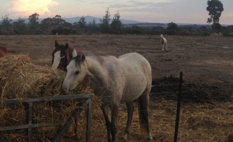 KILLED: the pony which was shot dead at Clergate over the weekend. Photo: NSW POLICE