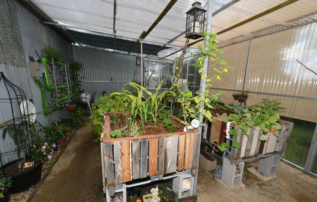 PERFECT SET-UP: The Nealon's greenhouse at their Burrendong Way property. Photo: CARLA FREDMAN