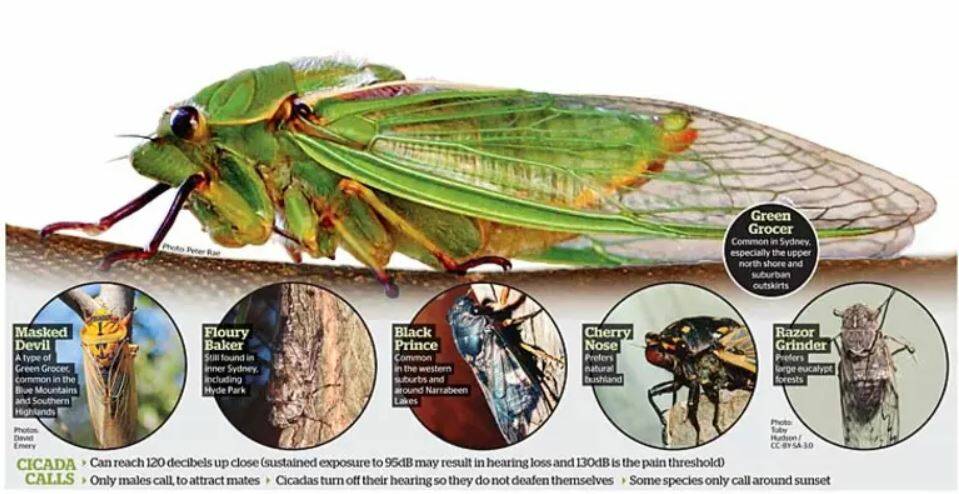 Deafeningly loud? Yes, but cicadas no threat to vegetables, flowers or fruit