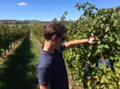 ON TRACK: Daniel Wright from Cumulus takes a look at some pretty good looking Cabernet fruit at the Little Boomey Vineyard. Photo: CONTRIBUTED