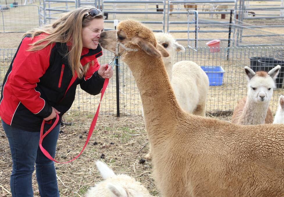 LIFELONG LOVE: Jennifer Vandenbergh gets up close and personal with an alpaca at her brother's Kienella Aplacas Springside stud farm. Photo: CONTRIBUTED