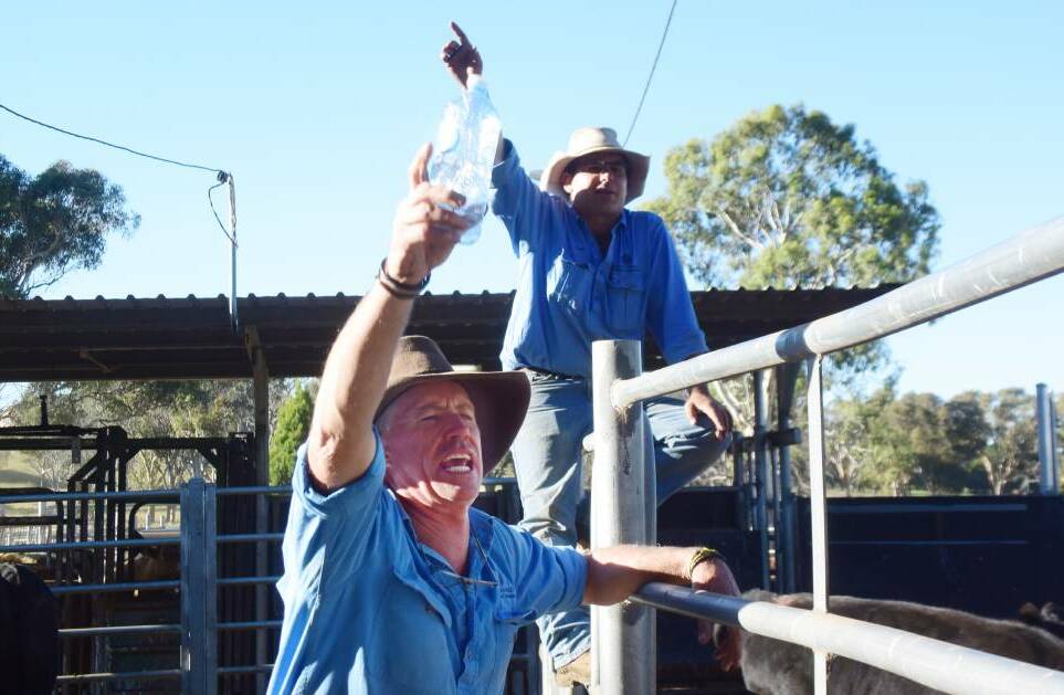 TRAGIC LOSS: Victor Moar and Luke Heagney in full flight during the autumn weaner sales at Armidale.