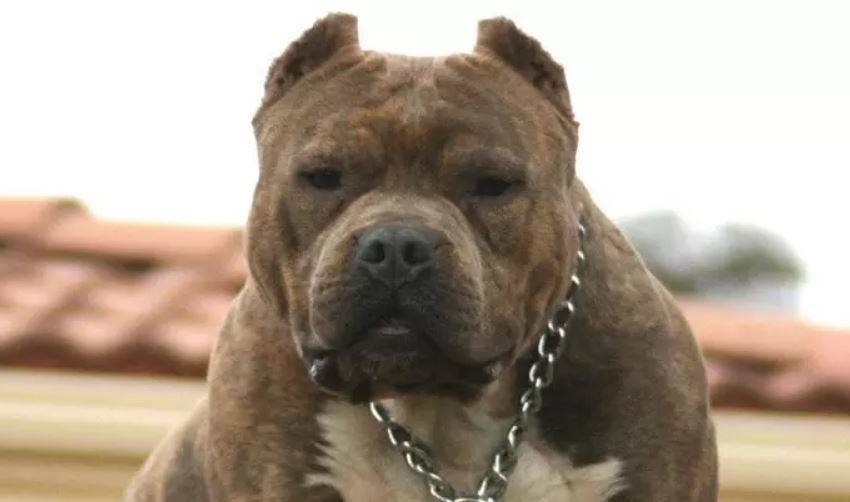 LAW CHANGE: American pitbull terriers will incur a $195 annual fee as of next year. Photo: SYDNEY MORNING HERALD