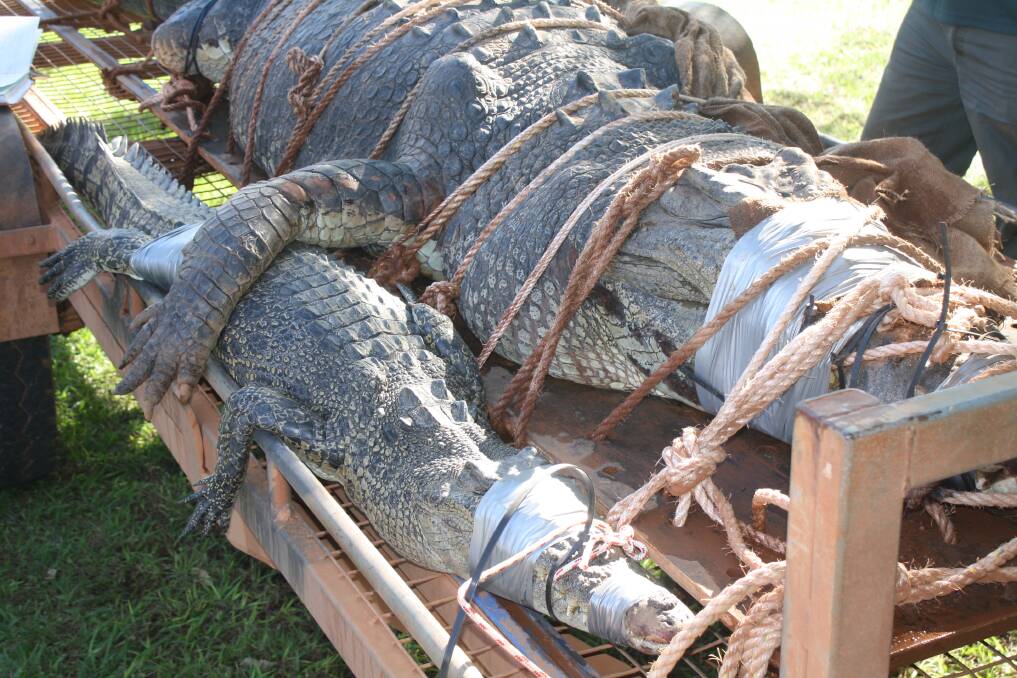 CROC DANGER: Rangers said both crocs are big enough to hunt and kill people. 