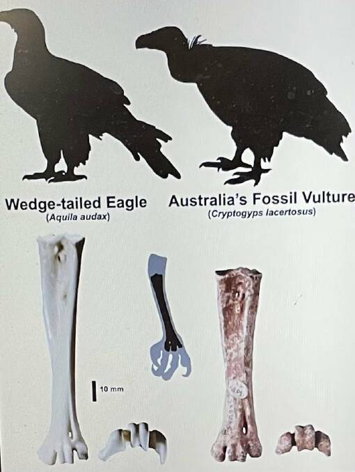 A silhouette size comparison of a Wedge-tailed Eagle (left) and Cryptogyps lacertosus (right), and tarsi comparisons of both below. Ellen Mather, Wedge-tailed Eagle silhoutette derived from photo by Vicki Nunn. 