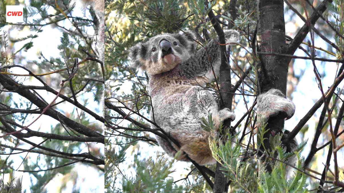 A koala photographed by Geoff Robinson on Powells Road in 2023. Supplied