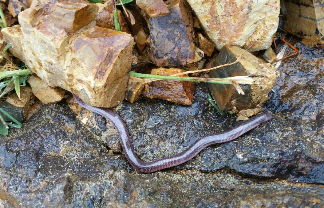 SLIPPERY CUSTOMER: This blind snake was found at Flyer's Creek. The specimen was about 25 centimetres long and looked for all the world like a big earthworm. Photo: JOANNA JORGENSEN