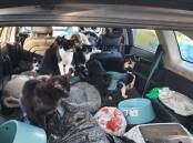 Horrendous: Neglected animals found in a vehicle on Newcastle foreshore. Inside the vehicle were seven dogs and 13 cats.  