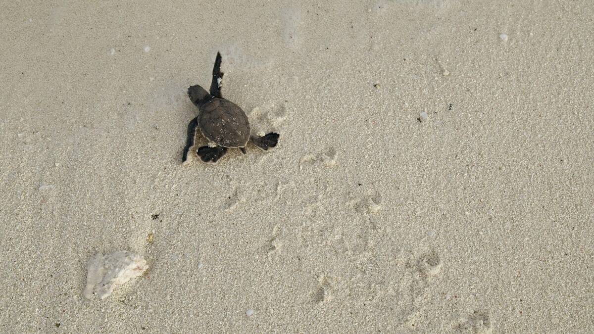 A baby loggerhead at the start of a perilous journey … just a one-in-a-thousand chance of survival.