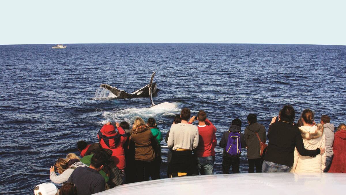 Captain Cook Cruises … offers a guarantee on its whale-watching ventures.