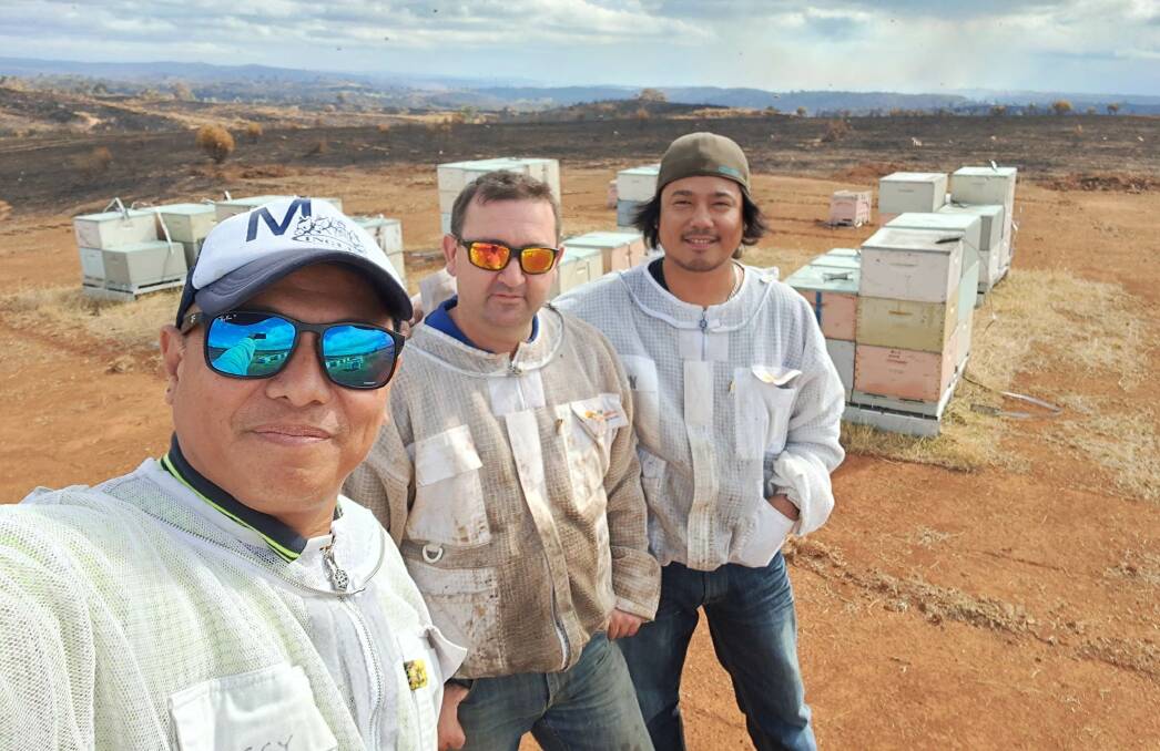 Ludwig Terante, Mathew Stafa and Jason Eusebio with the bees in the Hill End area after the bushfire had only got hundreds of metres away. Picture supplied