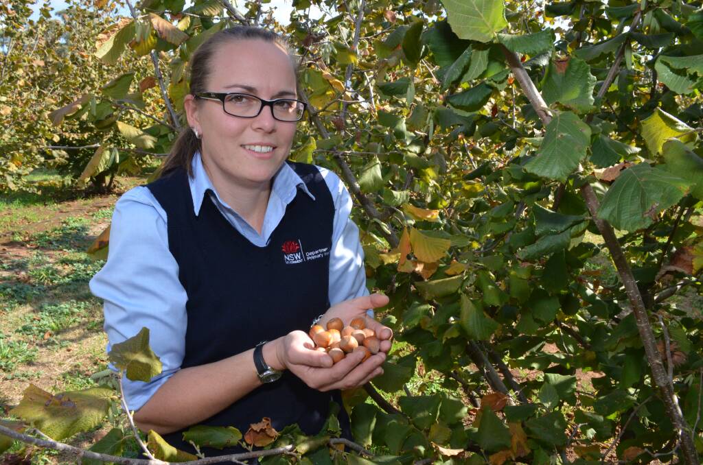 TOP CROP: Horticulturalist Dr Jacquelyn Simpson with the hazelnuts harvested from the Orange Agricultural Institute. Photo: DANIELLE CETINSKI