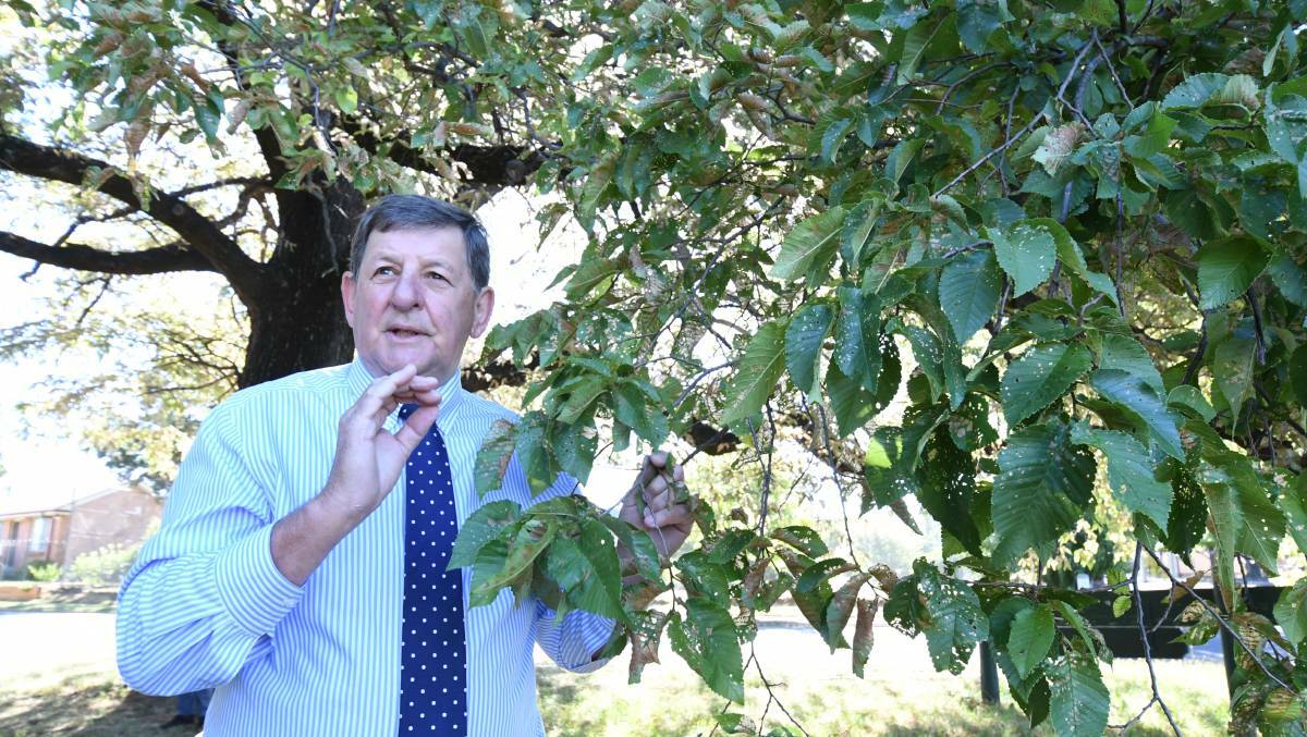ON THE MEND: Mayor Reg Kidd examines an elm tree in Newman Park with beetle damage last year. 0116jkelm4