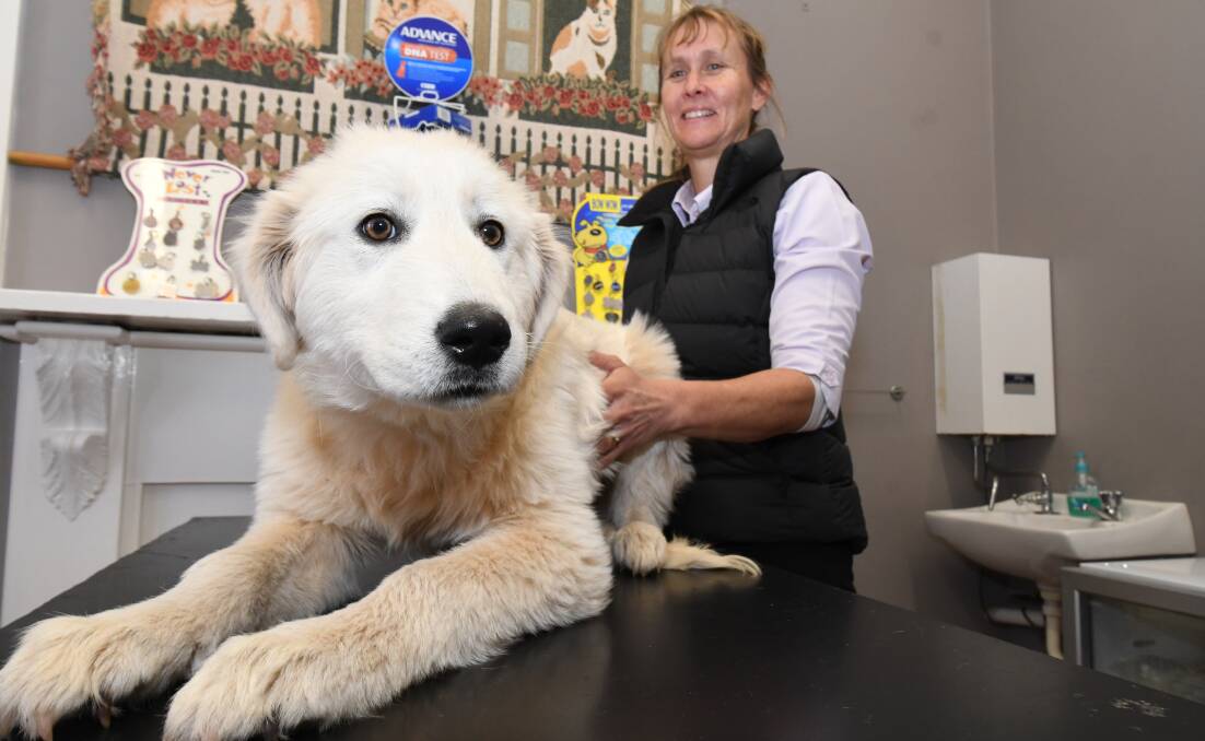 REGISTRATION CHANGES: Canobolas Family Pet Hospital vet Lisa Brisbane, with a stray female dog, is hopeful new changes will reduce the number of animals ending up in shelters. Photo: JUDE KEOGH