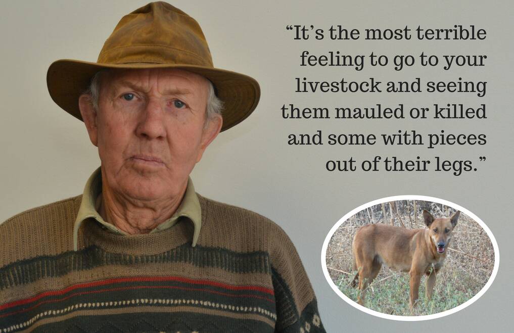 HORRIBLE EXPERIENCE: Sheep grazier Peter Wykes says recent baiting has cut the number of wild dog attacks. Photo: DANIELLE CETINSKI