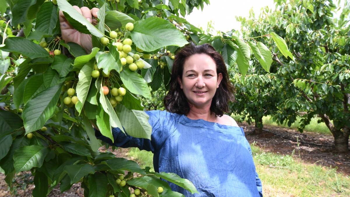 MOUNTAIN OF CHERRIES: Caernarvon orchardist Fiona Hall expects a medium to large crop despite the drought. 