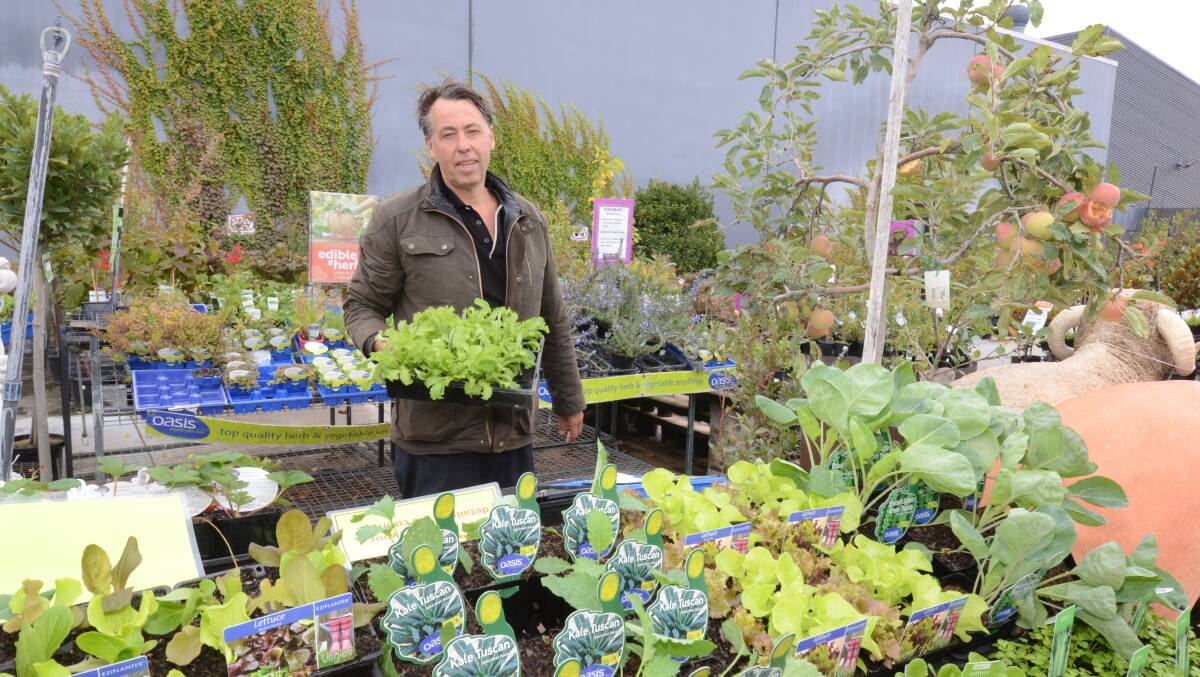 NESTING: Thompsons Garden Centre owner and director Matt O'Malley says herbs, citrus and seedlings are in high demand. Photo: JUDE KEOGH