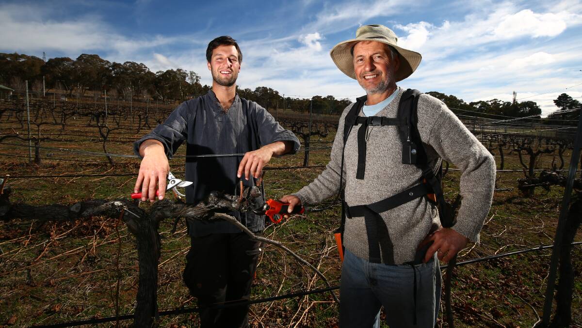 SWITCHING STRATEGIES: Vignerons Sam and Mark Renzaglia have been pruning more heavily.