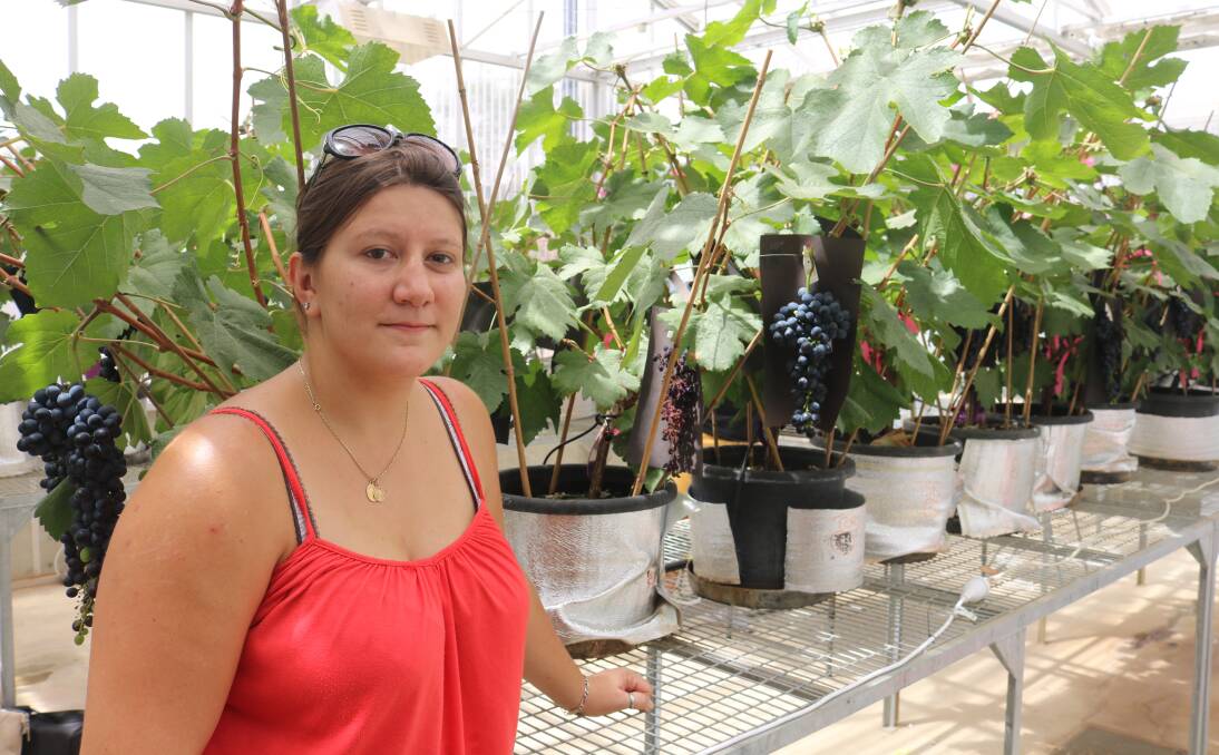 SEED OF THE PROBLEM: Charles Sturt University PhD student Julia Gouot is using greenhouse controls to research sunburn's effect on shiraz grapes.