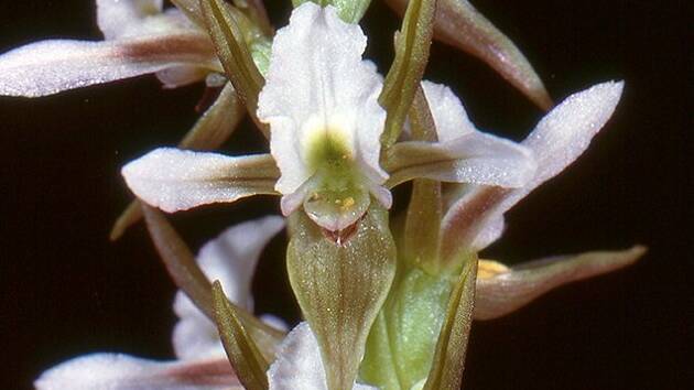 The Canobolas leek orchid.