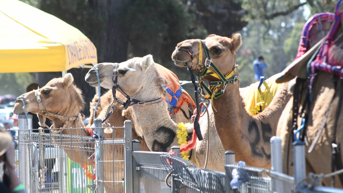 About 7500 people turned up to the Orange Camel Races. Photos: JUDE KEOGH